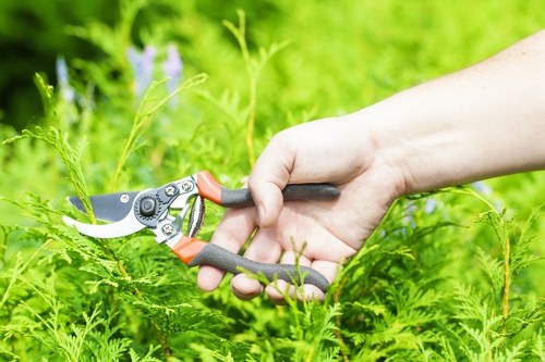 A close-up view of a person's hand holding a small garden pruning shear with a black and orange handle, poised to trim green foliage in a lush outdoor garden. The scene features dense, vibrant greenery with various plants and ferns in the foreground, and a blurred background of a well-maintained lawn and garden plants. The garden area appears well-kept with healthy, thriving plants, and the natural lighting suggests a bright, sunny day. The image is relevant to garden maintenance and gardening services offered in Peckham, highlighting the importance of regular pruning and plant care as part of professional lawn and garden management provided by Lawn Mowing Peckham.
